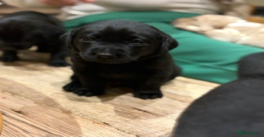 Labrador Retriever dogs - Advert 6