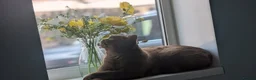 British Shorthair cats for sale: Active cinnamon queen - Advert 6