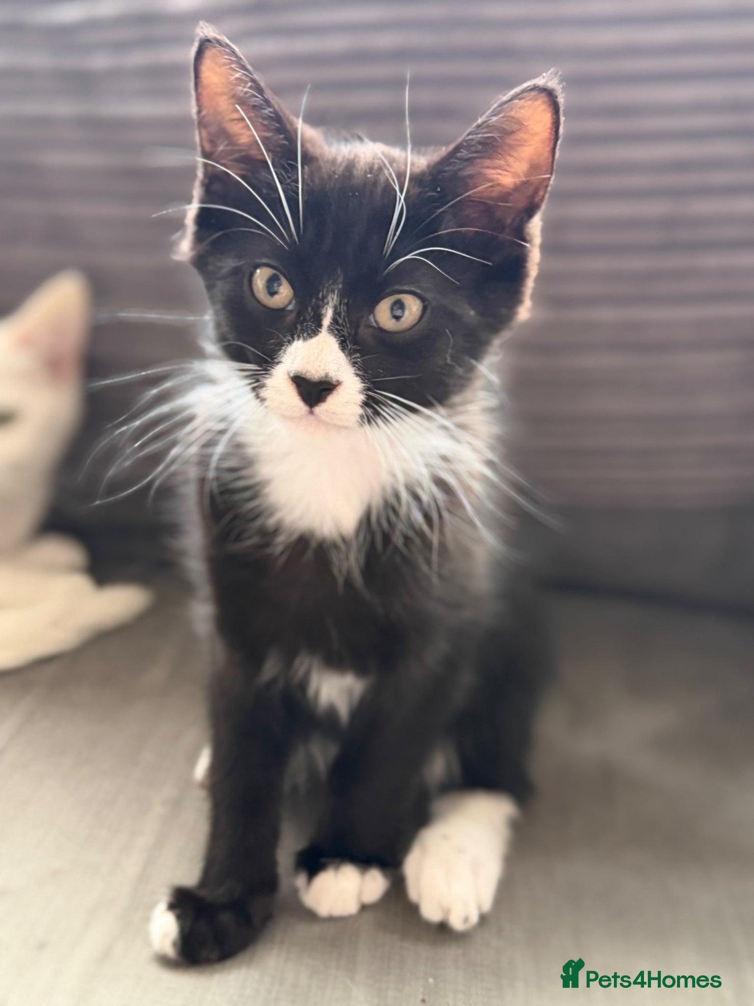 European cats for sale: £20-£50 kittens ready to go - Advert 2