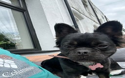 French Bulldog dogs for sale: Pedigree fluffy frenchie  - Image 3