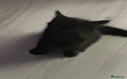 British Shorthair cats for sale: Ready for love - Image 20