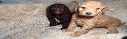 Goldendoodle dogs for sale: Goldendoodles Ready Next Week - Advert 14