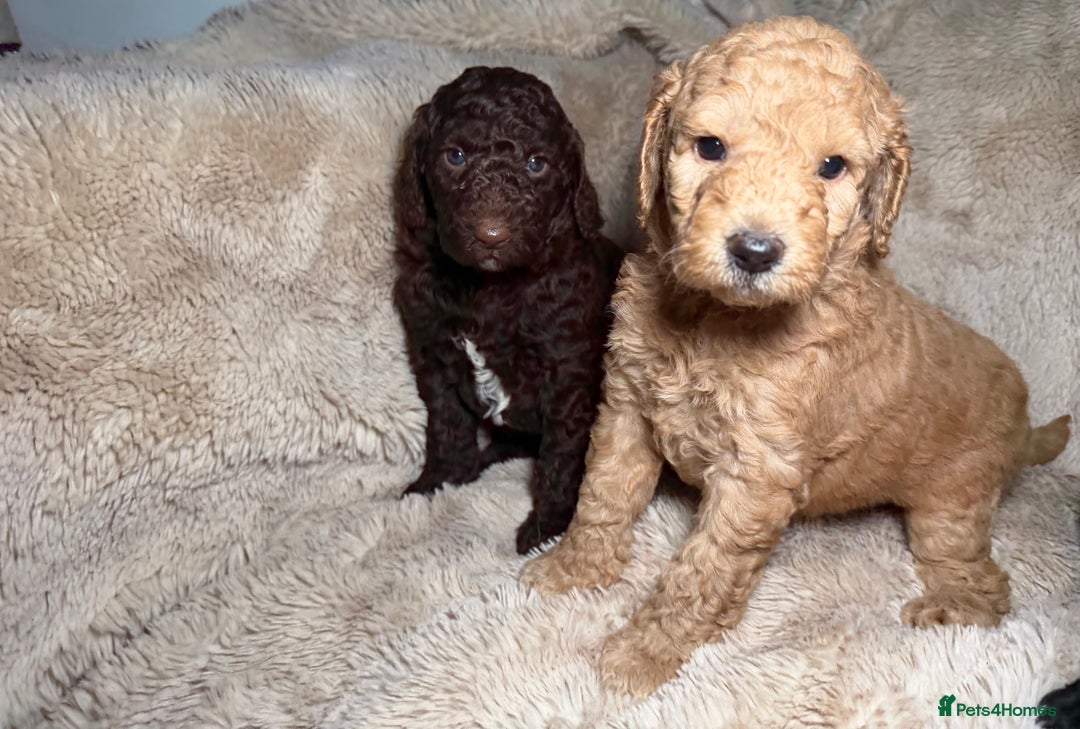 Goldendoodle dogs for sale: Goldendoodles Ready Next Week - Advert 14
