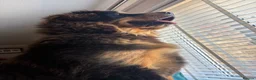 Tibetan Mastiff dogs for sale: Brenda needs a home  in Ashford - Advert 3
