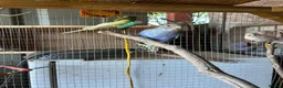Budgerigars birds for sale: Budgerigar in Staines - Advert 6