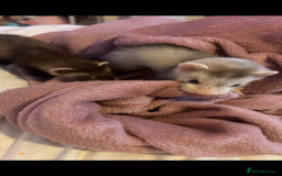 Ferret rodents for sale: 2 hobs - Image 1