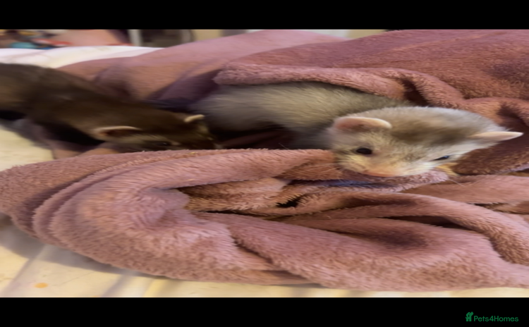 Ferret rodents - Advert 1