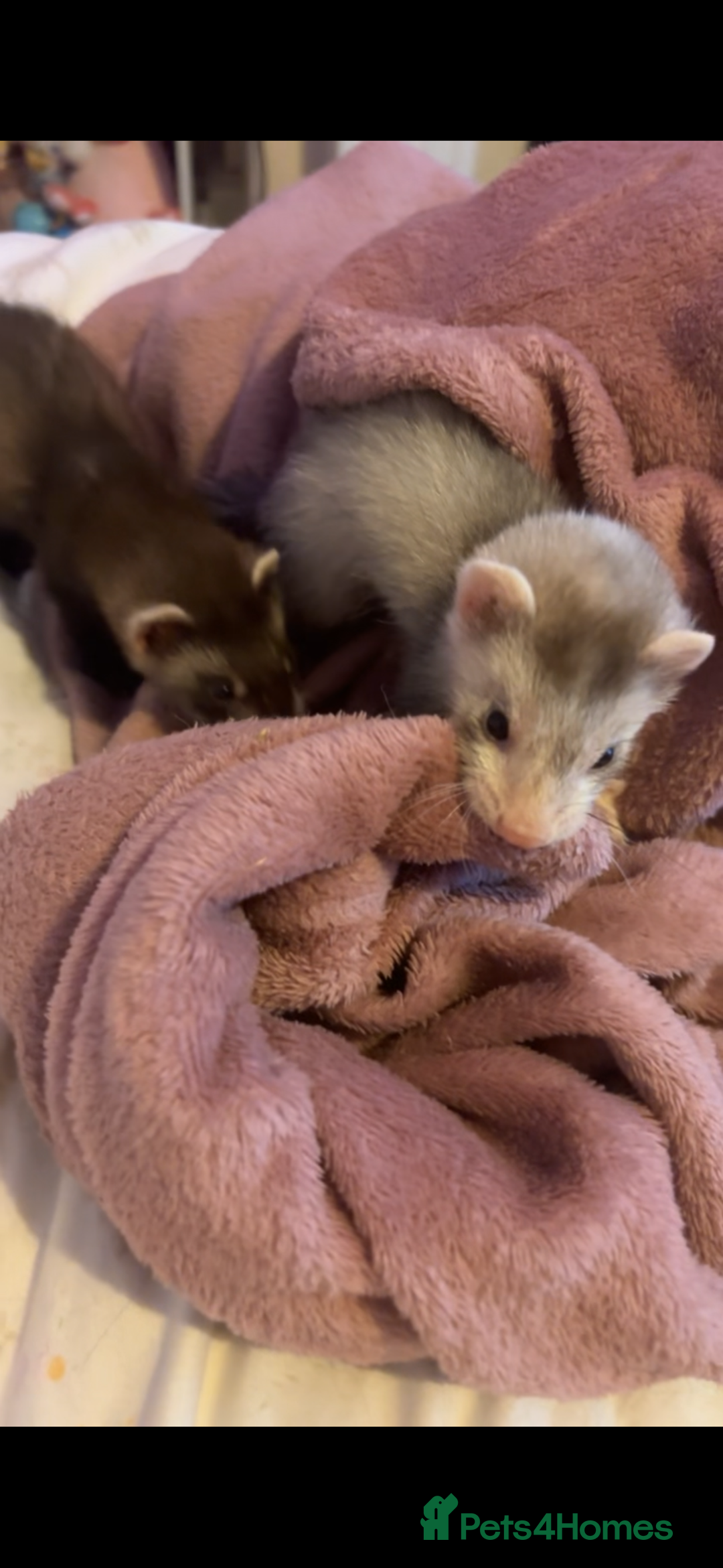 Ferret rodents for sale: 2 hobs - Image 1