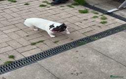 French Bulldog dogs for sale: Female French bulldog  - Image 1