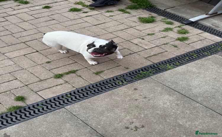 French Bulldog dogs - Advert 2