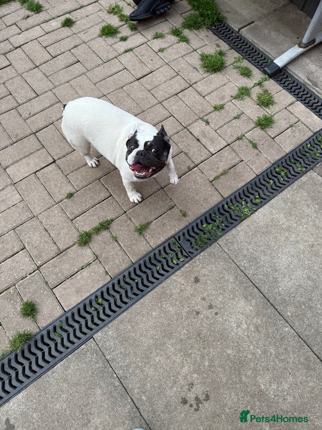 French Bulldog dogs for sale: Female French bulldog  - Image 1