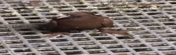 Pigeons birds for sale: Iraqi pigeons for sell  - Advert 3