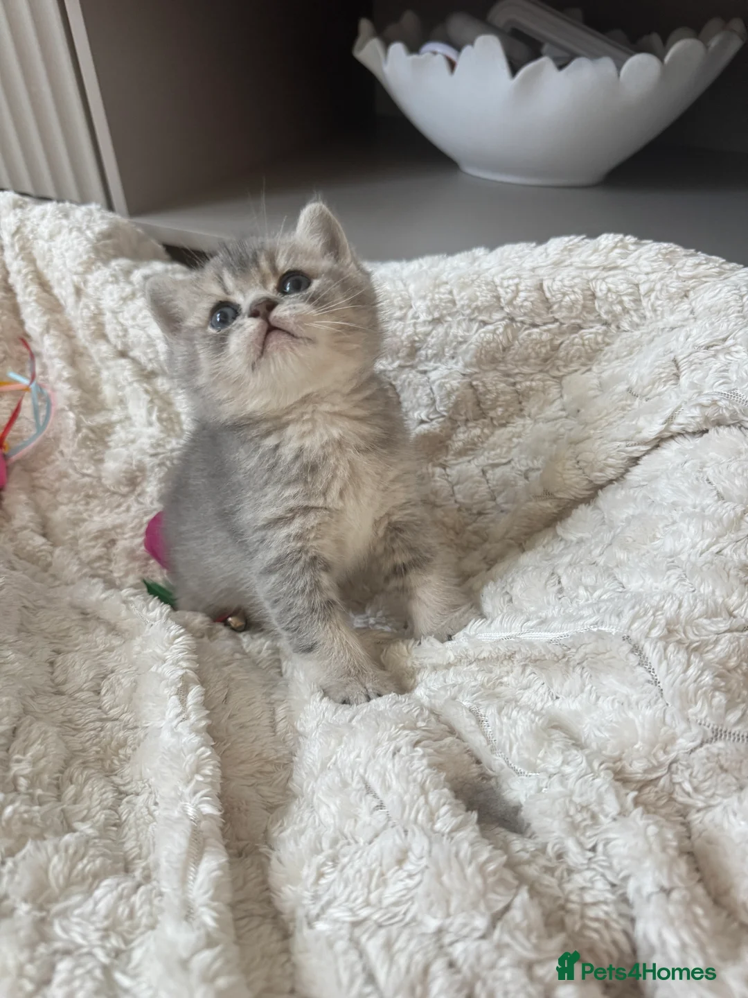British Shorthair cats for sale: British shorthair female kitten - Advert 1
