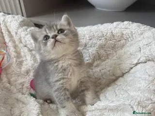 British Shorthair cats British shorthair female kitten - Advert 5