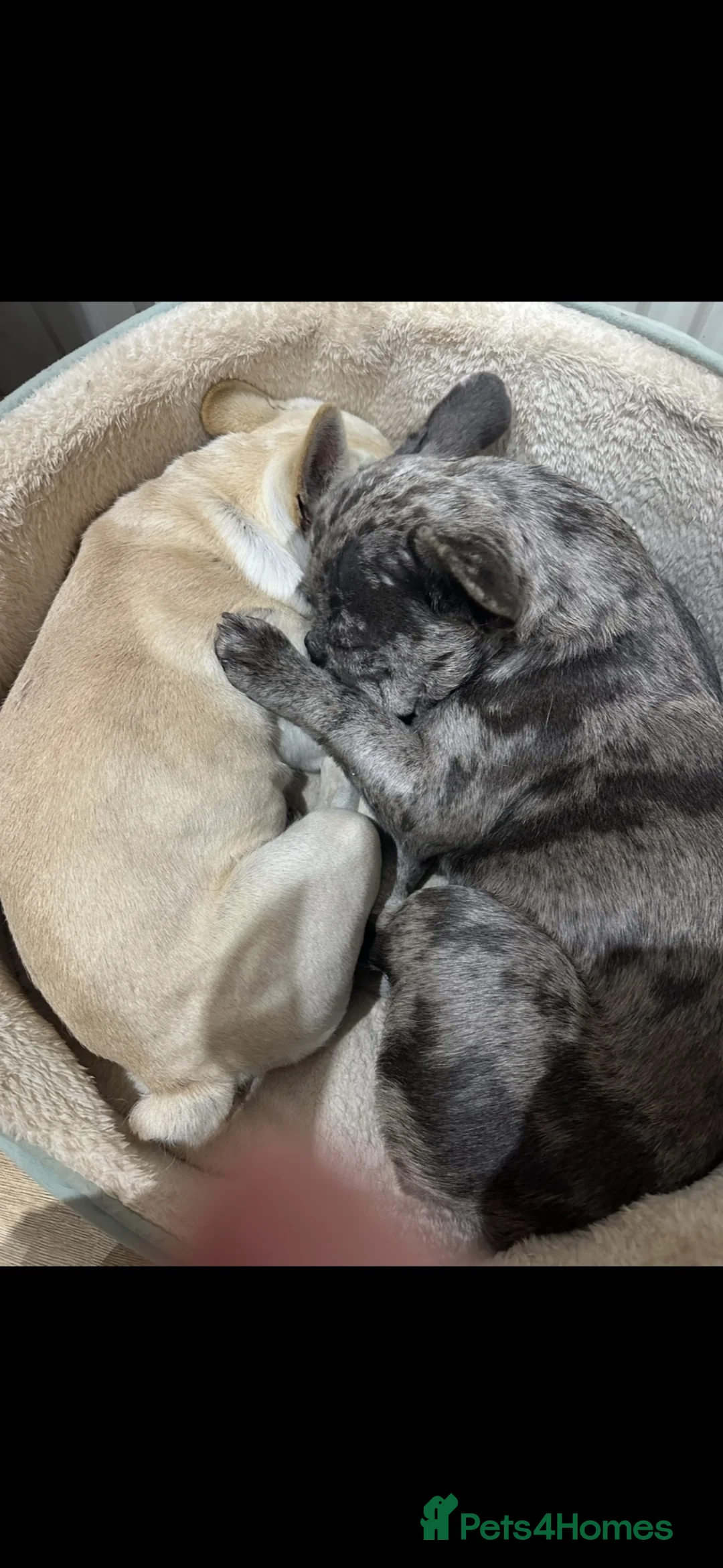 French Bulldog dogs for sale: Looking for loving home for 10 month old Frenchie  in Macduff - Advert 2