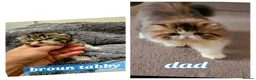 Persian cats for sale: Persian and exotics kittens  - Advert 13