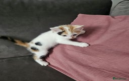 Mixed Breed cats for sale: 5 beautiful kittens ready for new loving home  - Image 10