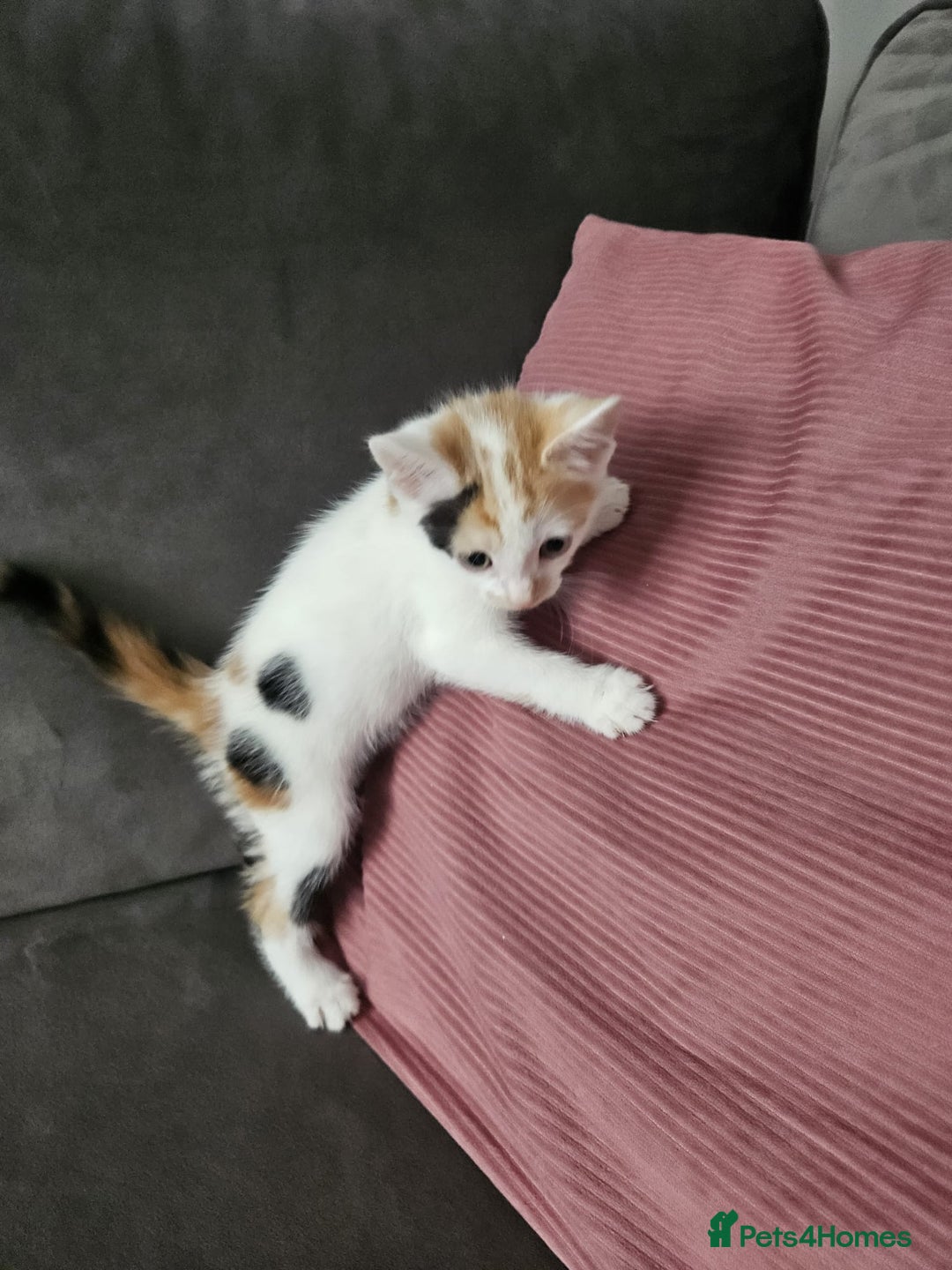 Mixed Breed cats for sale: 5 beautiful kittens ready for new loving home  - Image 10