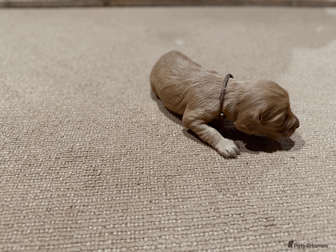 Cocker Spaniel dogs for sale: Lemon Cocker Spaniels ( Four Girls ) - Advert 6