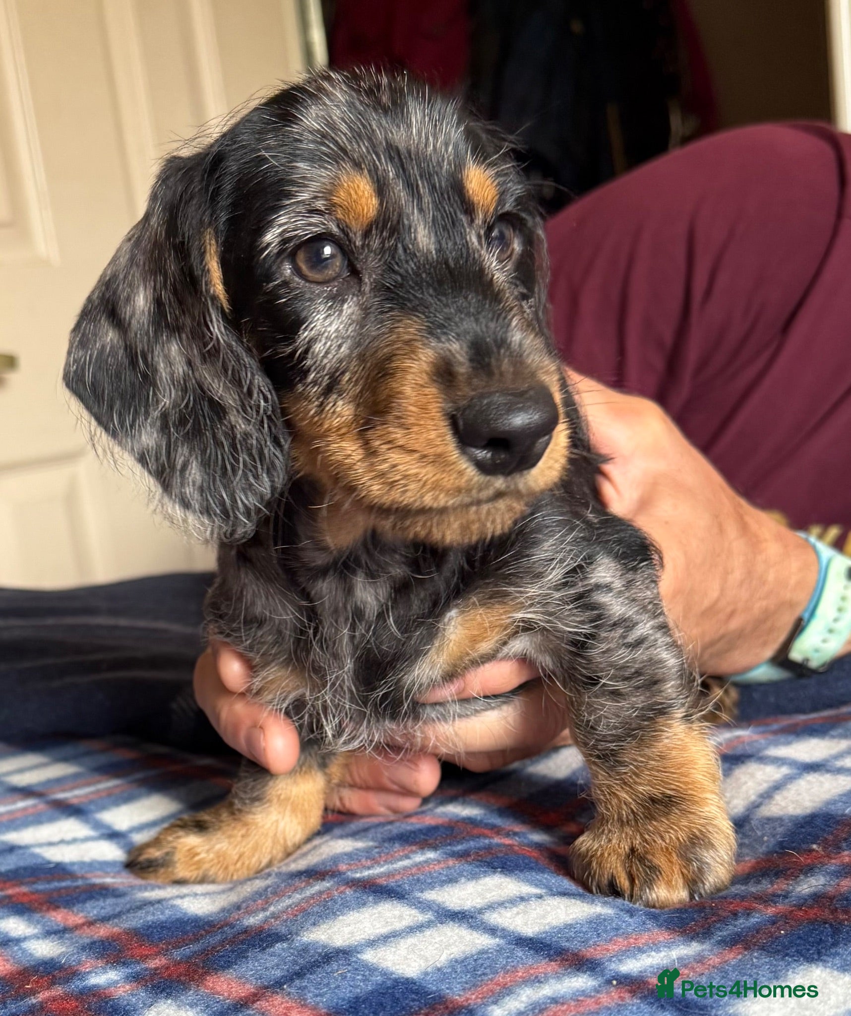 Dachshund dogs Wirehaired Dachshund Tweenies - Advert 1