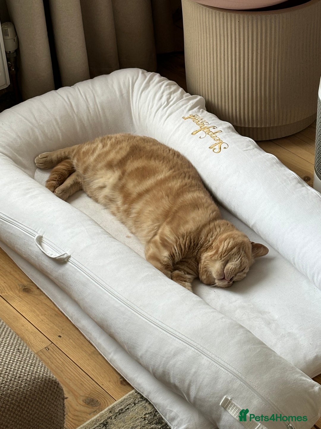 British Shorthair cats for sale: Our wonderful boy, Ferguson for sale  - Advert 11