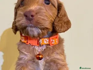 Cockapoo dogs Atlas’s Heart-Stealing Cockapoo Pups💕 - Advert 2