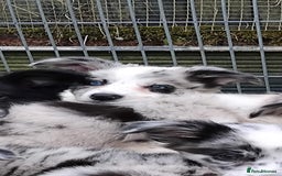 Border Collie dogs for sale: Stunning litter of blue merle border collies - Image 35