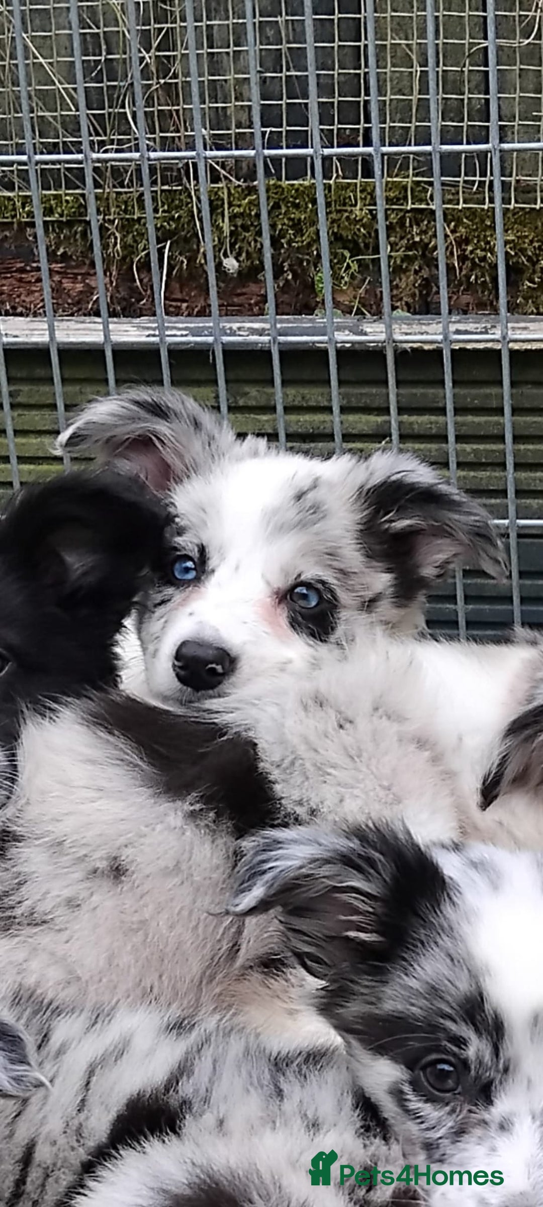 Border Collie dogs for sale: Stunning litter of blue merle border collies - Image 35