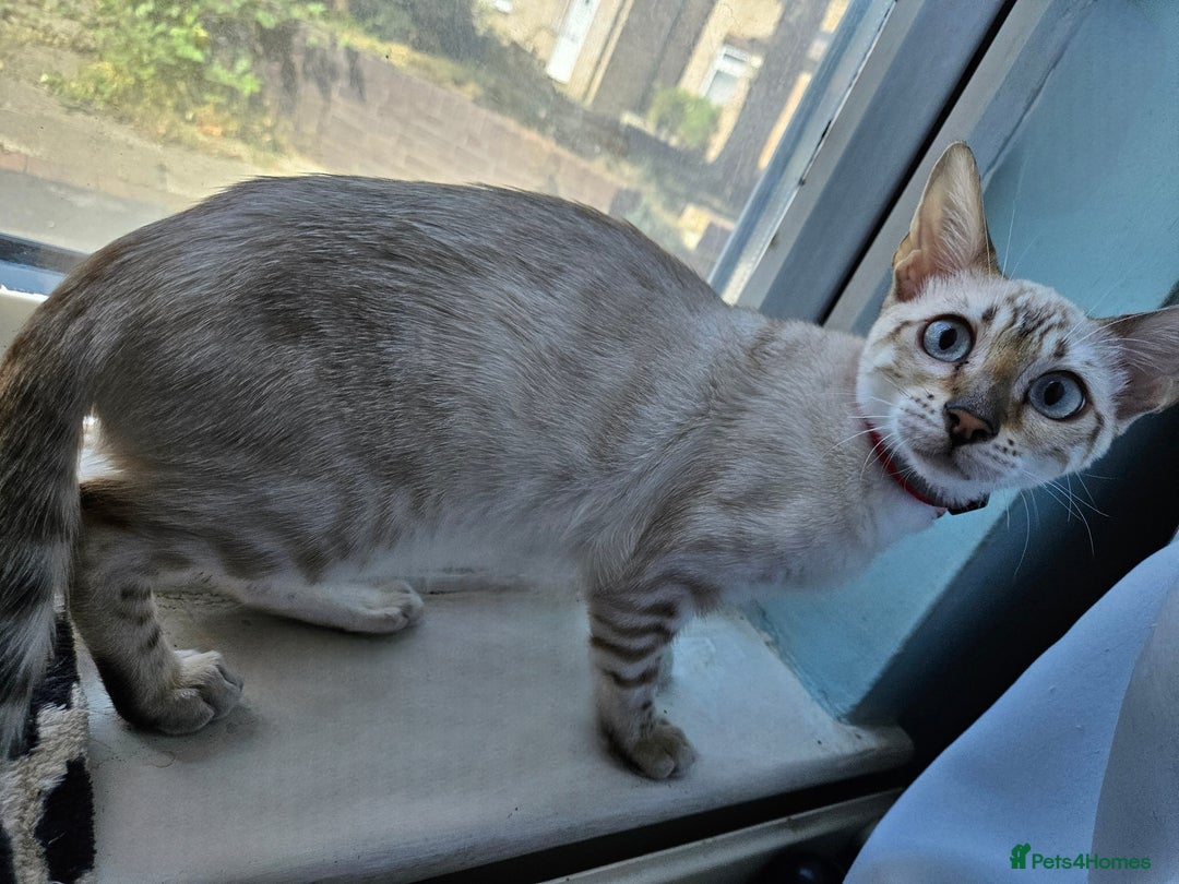 Bengal cats for sale: Snow bengal kittens for loving homes  - Image 6