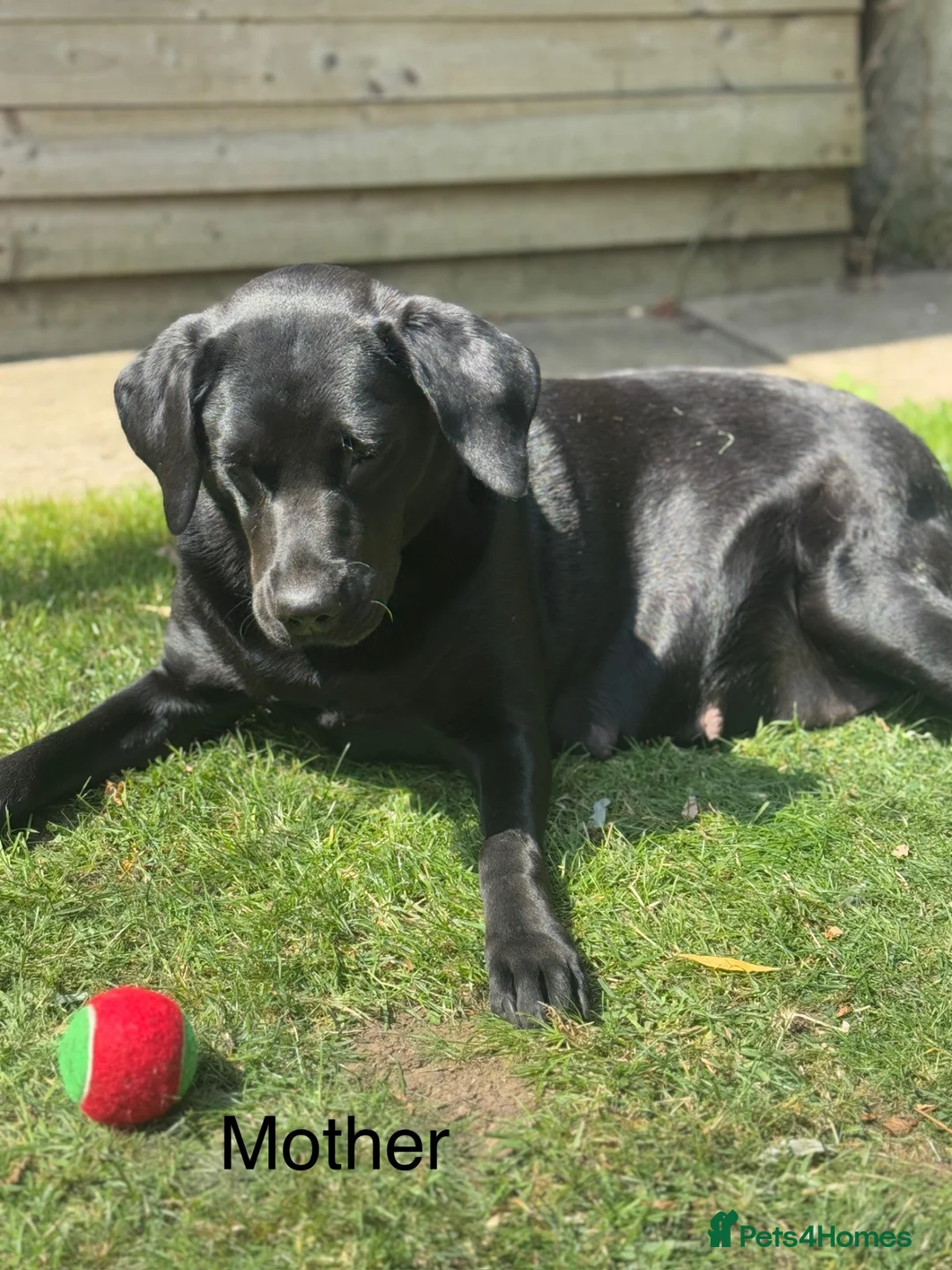Labrador Retriever dogs for sale: Labrador Retriever, Red Fox, Black KC Registered - Advert 17