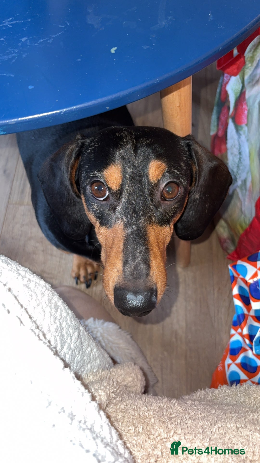 Dachshund dogs for stud: Dapple Dachshund STUD 3 years old - Advert 4