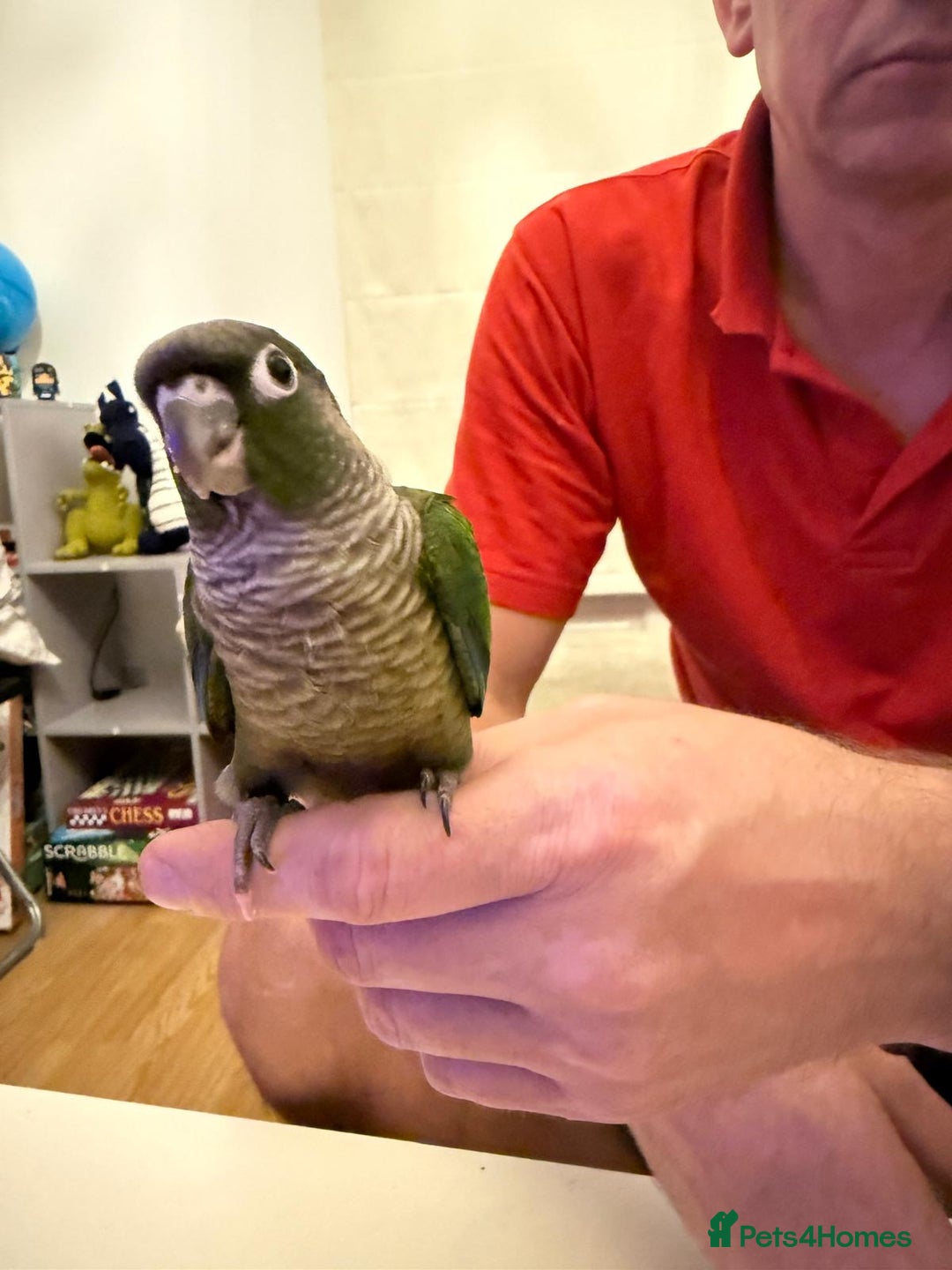 Conures birds for sale: Tamed baby conure - Advert 6