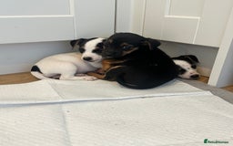 Jack Russell dogs for sale: Traditional Jack Russell Puppies  - Image 13