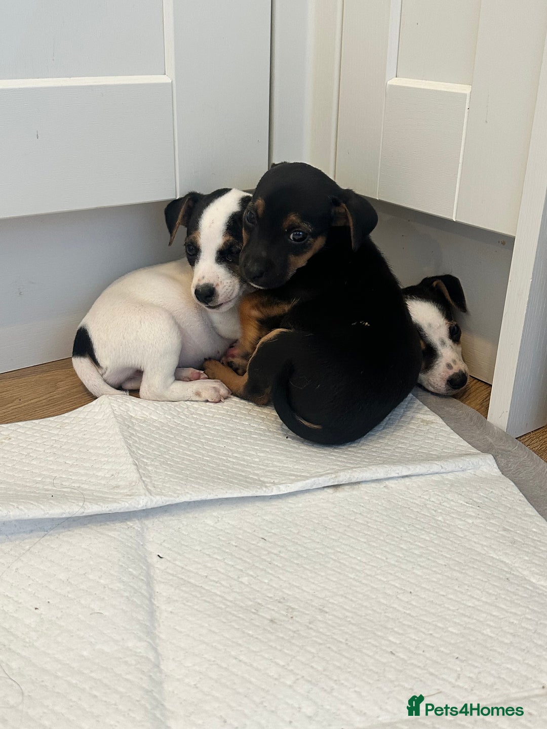 Jack Russell dogs for sale: Traditional Jack Russell Puppies  - Image 13