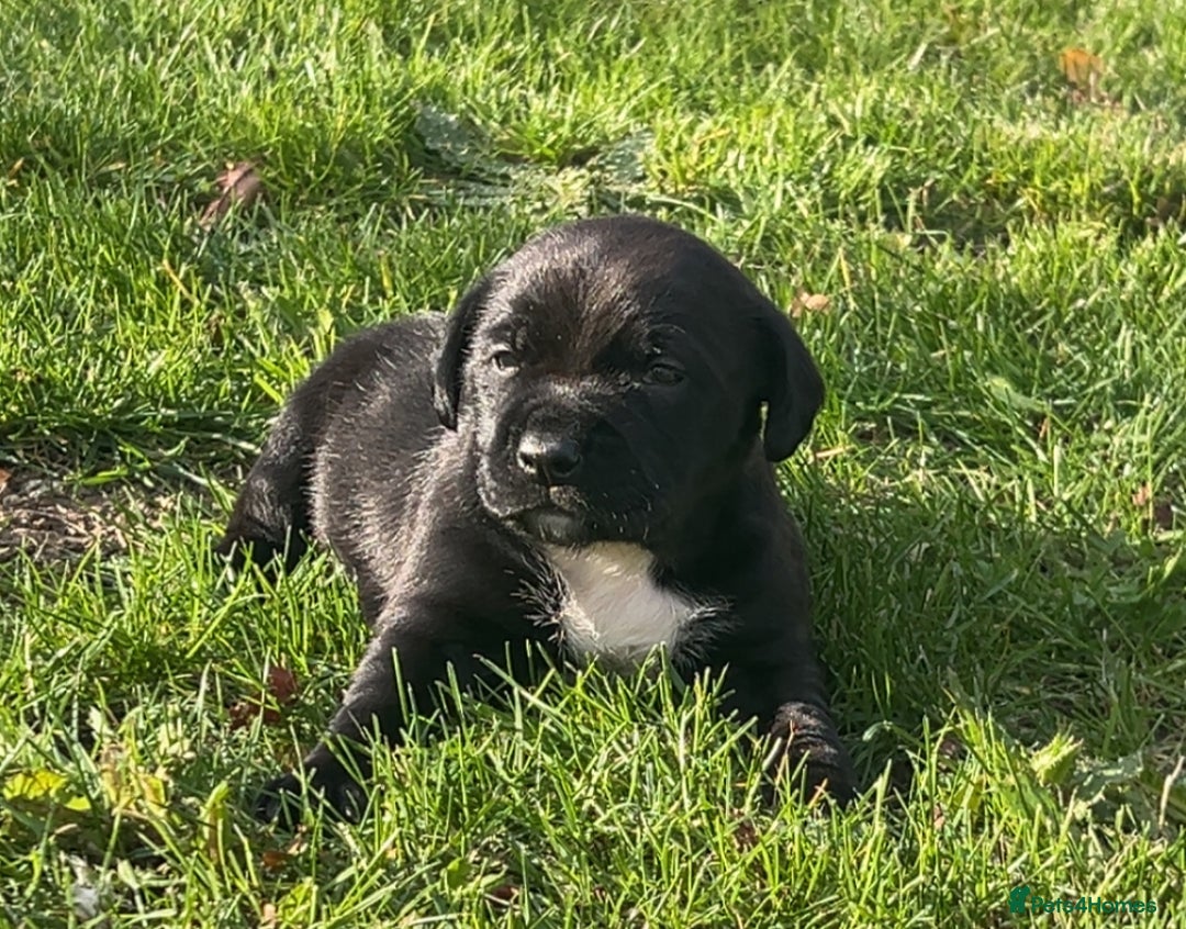 Mixed Breed dogs for sale: Sprocker cross blue staffy puppies for sale  - Image 3
