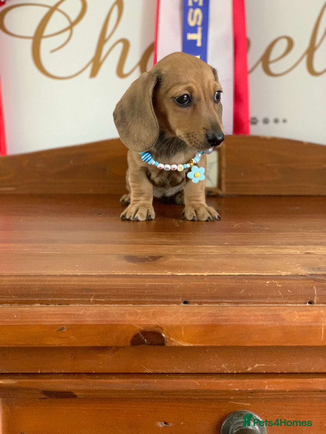 Miniature Dachshund dogs for sale: KC Registered true petite Miniature Dachshunds - Image 4