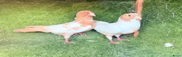 Pigeons birds for sale: Beautiful Quality Pigeons Healthy & Well Cared For - Advert 14