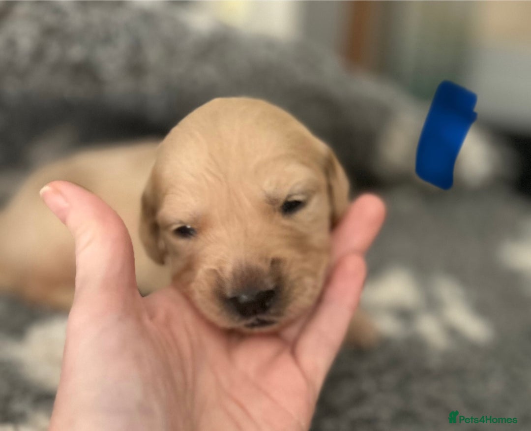 Golden Retriever dogs for sale: Remarkable Golden Retriever Puppies - Image 11
