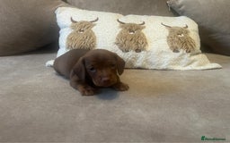 Miniature Dachshund dogs for sale: Miniature dachshund puppies - Advert 6
