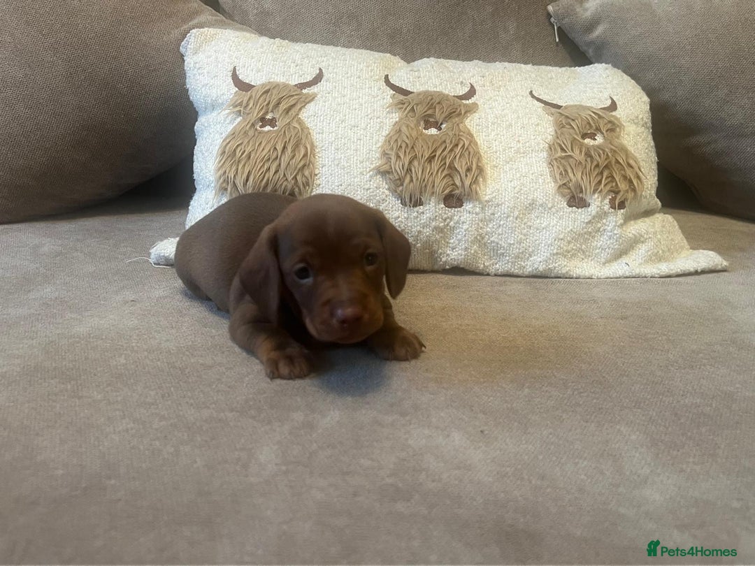 Miniature Dachshund dogs for sale: Miniature dachshund puppies - Advert 6