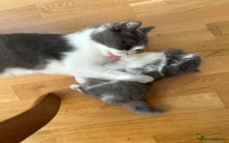 British Shorthair cats for sale: 4 Bicolour British Shorthair boys looking new home - Image 10