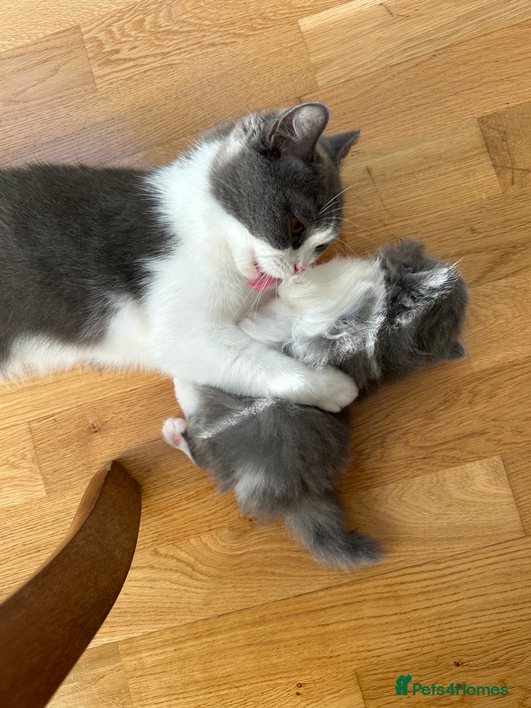 British Shorthair cats for sale: 4 Bicolour British Shorthair boys looking new home - Image 10