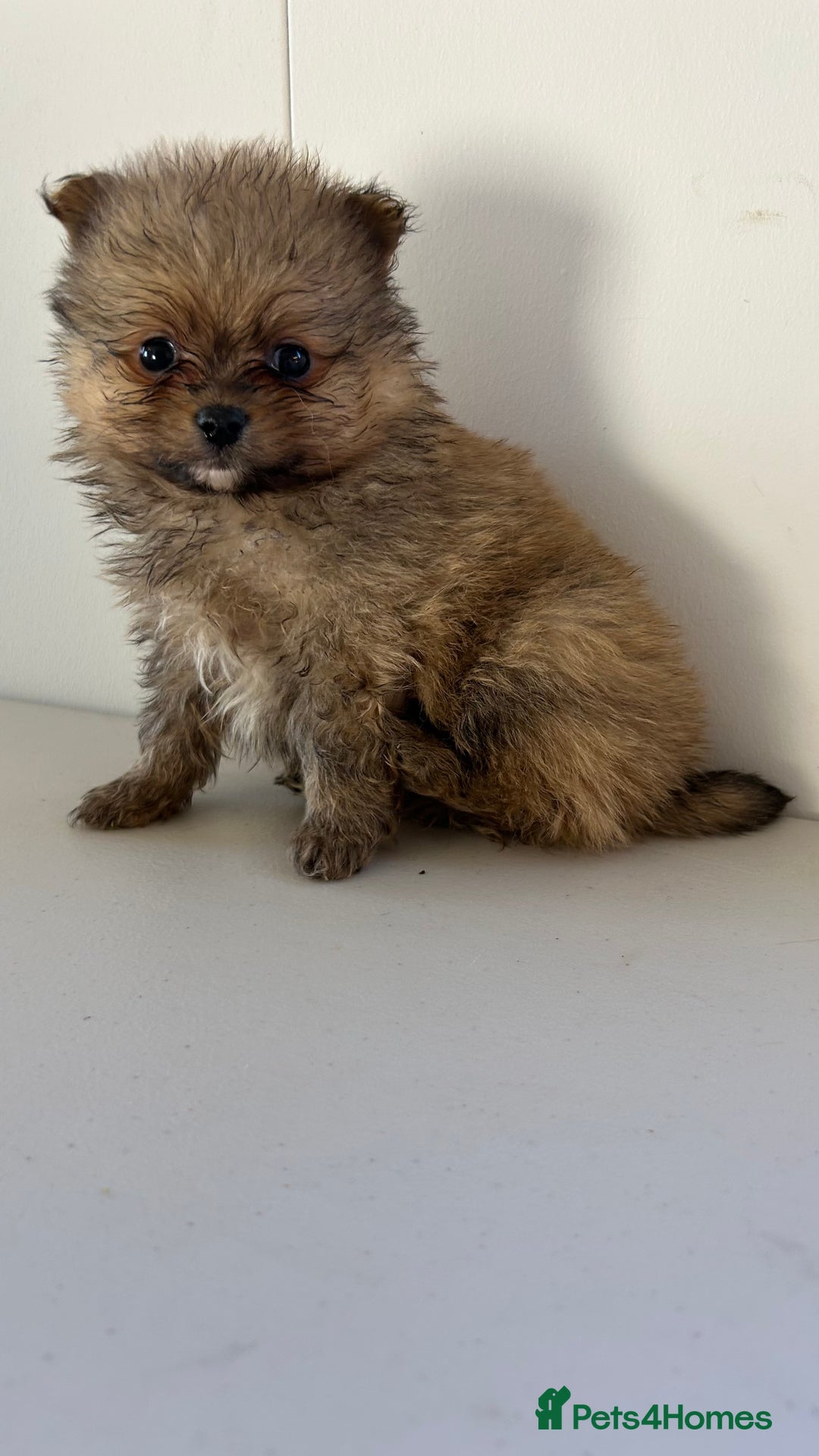 Pomeranian dogs for sale: Pomeranian puppies - Advert 6