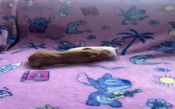 Guinea Pig rodents for sale: Beautiful Baby Brothers. Ghost & Pumpkin - Image 3