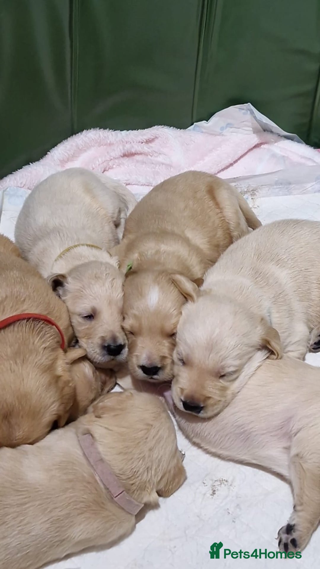 Golden Retriever dogs for sale: Gorgeous Golden Retriever Puppies - Image 6