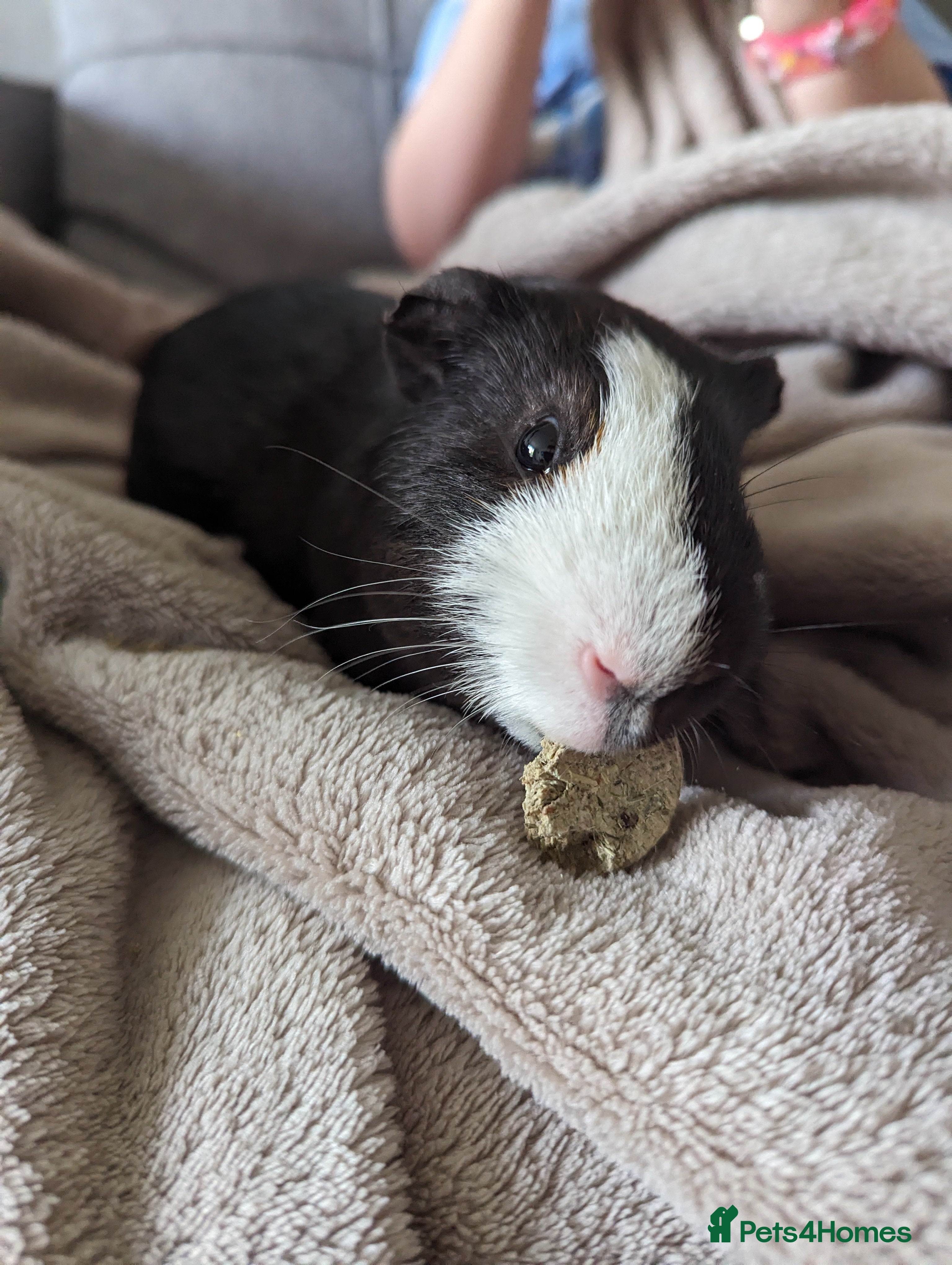 Guinea Pig rodents  1 Male Guinea pig called George  in Tunbridge Wells - Advert 1