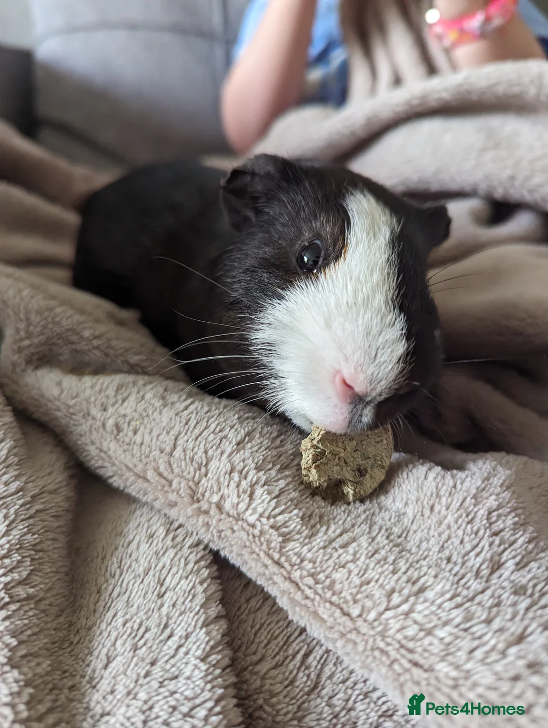 Guinea Pig rodents for sale:  1 Male Guinea pig called George  in Tunbridge Wells - Advert 1