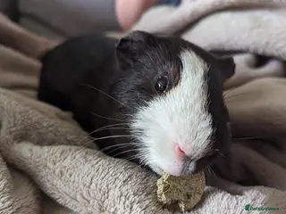 Guinea Pig rodents 1 Male Guinea pig called George in Tunbridge Wells - Advert 1