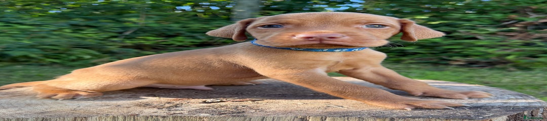 Hungarian Vizsla Puppy