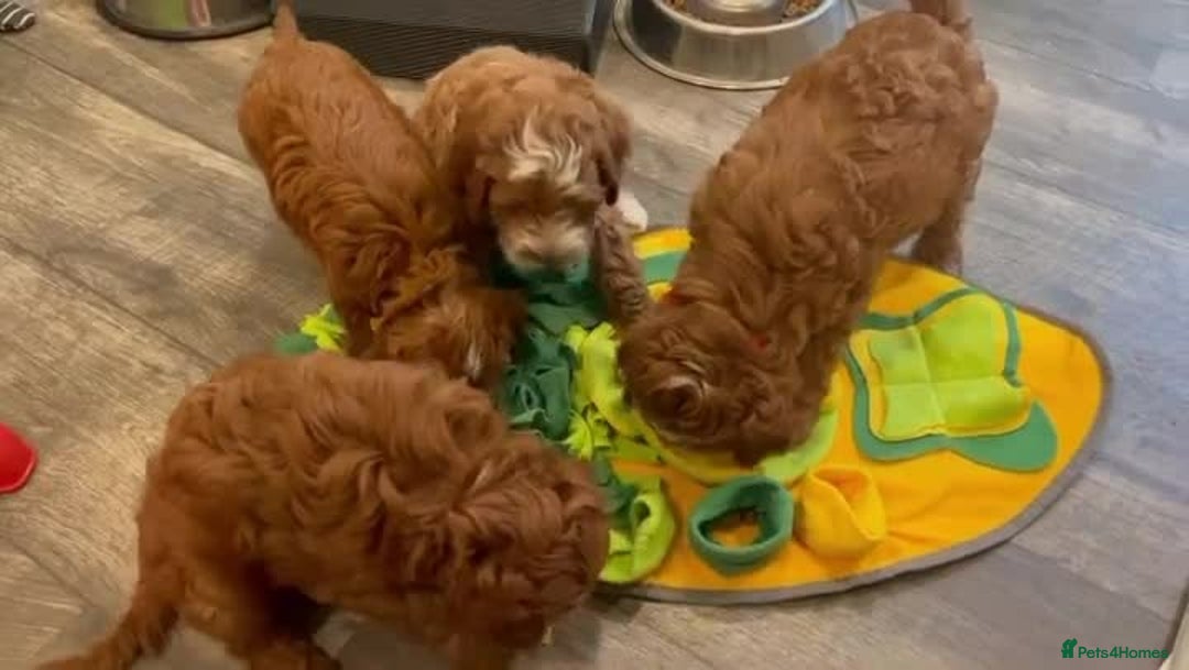 Cavapoo dogs for sale: Beautiful f1 red cavapoo puppies - Image 3